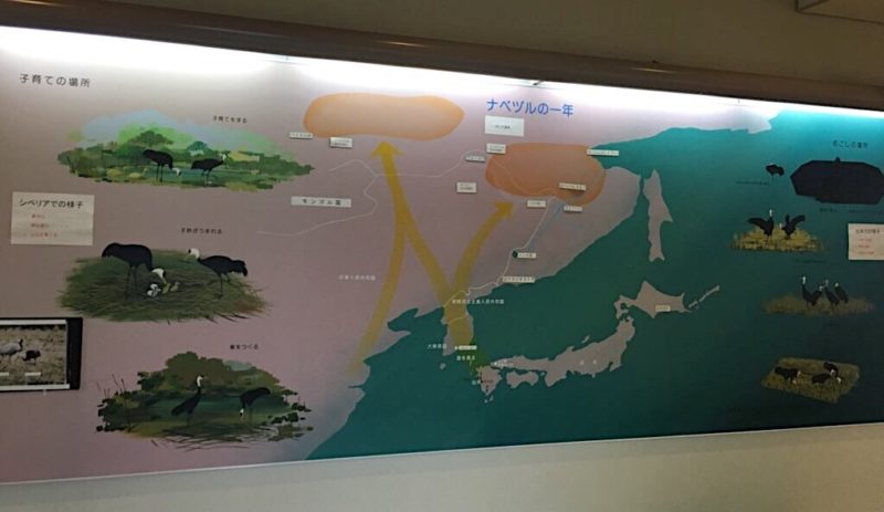 ナベツルの展示