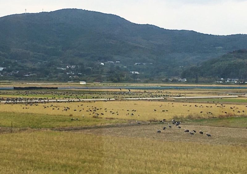 展望台からみたツルの大群